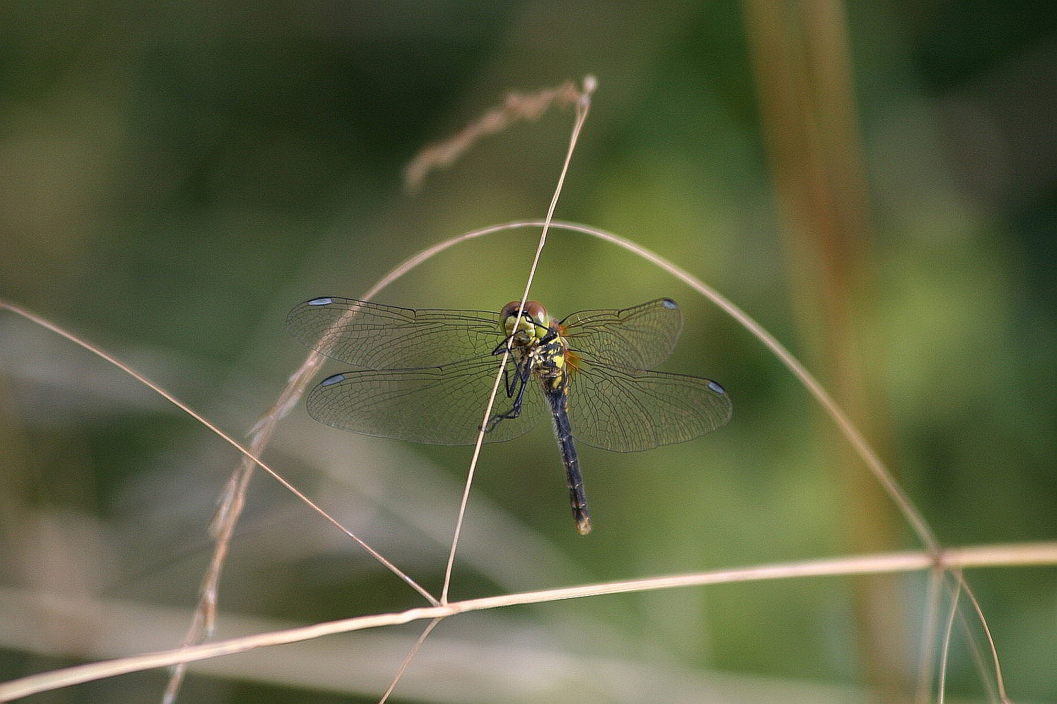 Sympetrum danae?